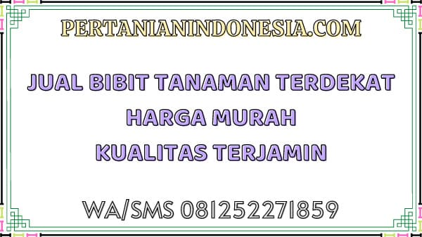 Jual Bibit Tanaman Terdekat Harga Murah Kualitas Terjamin